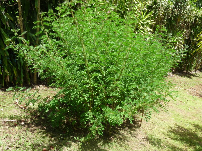 Natural indigo from Guadeloupe - Image 3