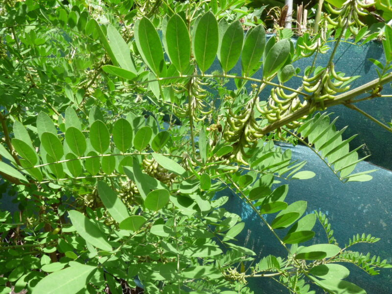 Natural indigo from Guadeloupe - Image 2