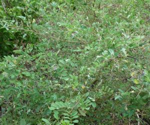 Indigofera tinctoria L. - feuille/leaf - ©GREEN'ING