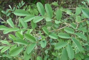 Indigofera tinctoria L. - feuille/leaf - ©GREEN'ING