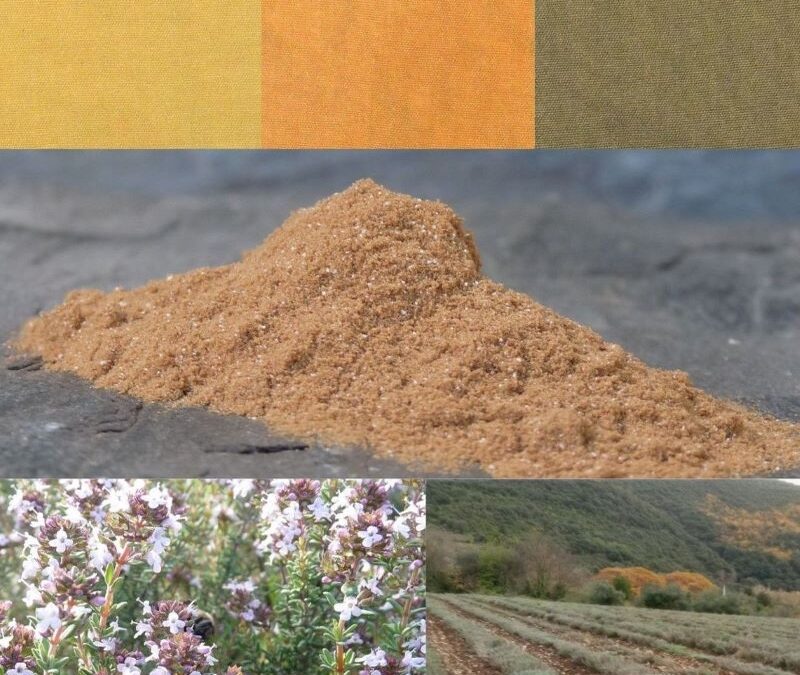 COLORANT NATUREL DE THYM